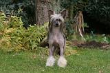 CHIEN NU CHINOIS 205
